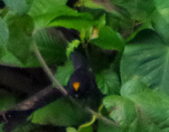 Tachyphonus delatrii