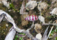 Asphaera quadrifasciata