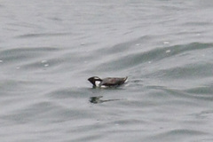 Synthliboramphus antiquus