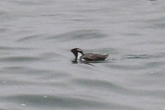 Synthliboramphus antiquus