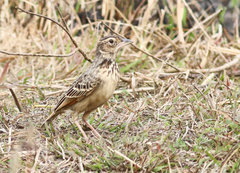 Mirafra assamica