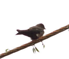 Stelgidopteryx ruficollis