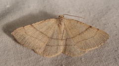 Adactylotis gesticularia