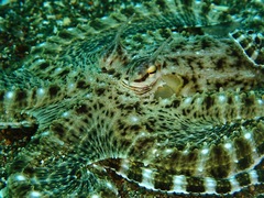 Thaumoctopus mimicus
