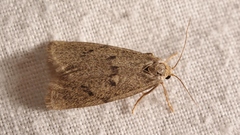 Apaidia mesogona