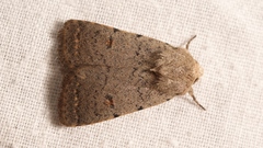 Caradrina aspersa