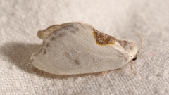 Cilix hispanica