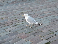 Larus argentatus