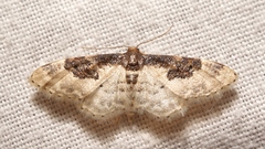 Idaea mustelata