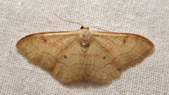Idaea rubraria