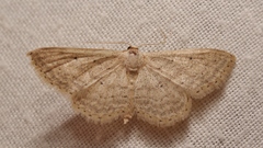 Idaea obsoletaria