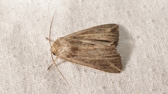 Mythimna riparia