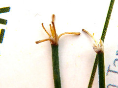 Tricoryne