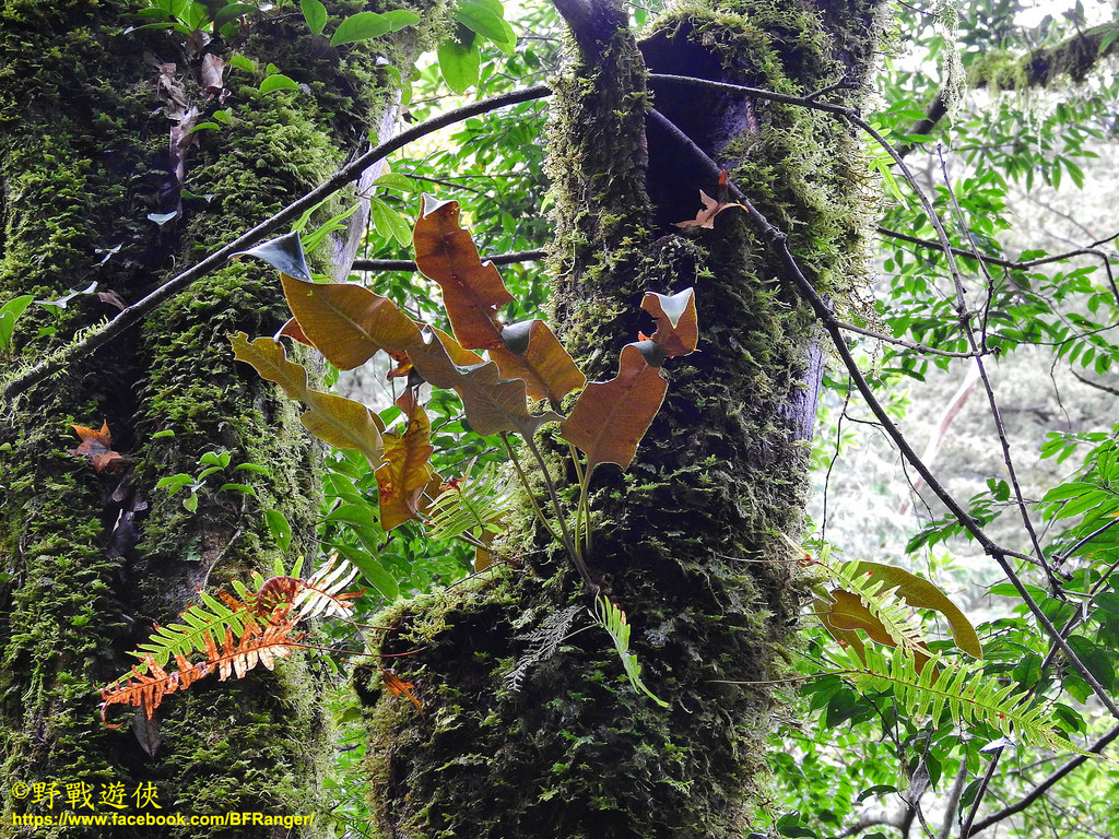 Shearer's felt fern