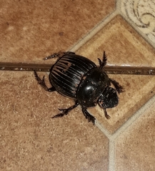 Dichotomius carolinus