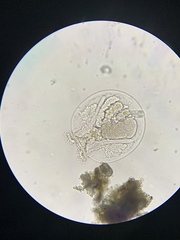 Testudinella