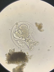 Testudinella