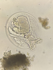 Testudinella
