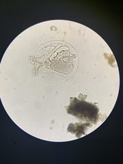 Testudinella