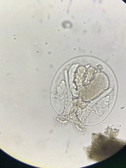 Testudinella