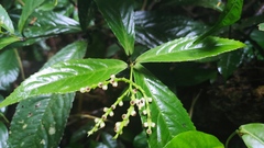 Chloranthus