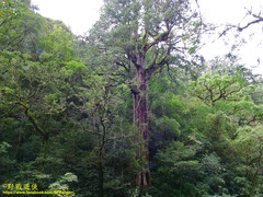 Chamaecyparis formosensis