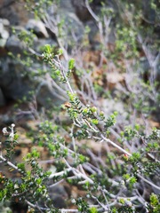 Phylica rogersii
