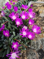 Brianhuntleya intrusa