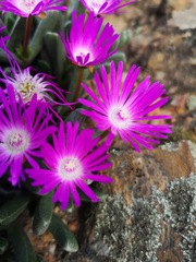 Brianhuntleya intrusa