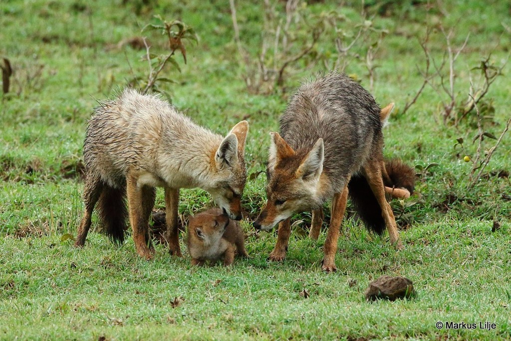 cual es la diferencia entre coyotes y perros