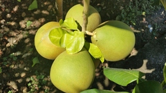 Citrus maxima