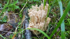 Ramaria pallida