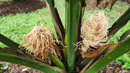 Asplundia alata