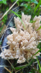 Ramaria pallida