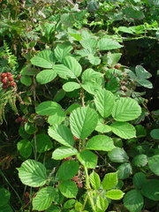 Rubus errabundus