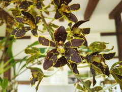 Grammatophyllum