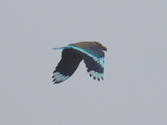 Coracias affinis