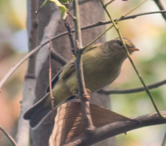 Phylloscopus affinis