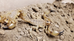Anuroctonus phaiodactylus