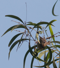 Prinia hodgsonii