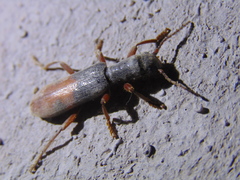 Cymatodera hopei