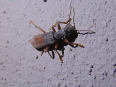Cymatodera hopei