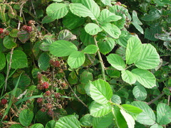Rubus errabundus