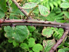Rubus errabundus