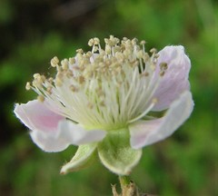 Rubus errabundus