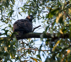 Pernis ptilorhynchus