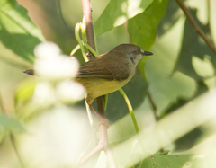 Prinia hodgsonii