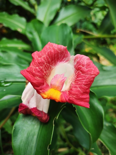 Costus lucanusianus J.Braun & K.Schum.