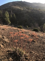 Eriogonum compositum