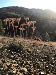 Eriogonum compositum